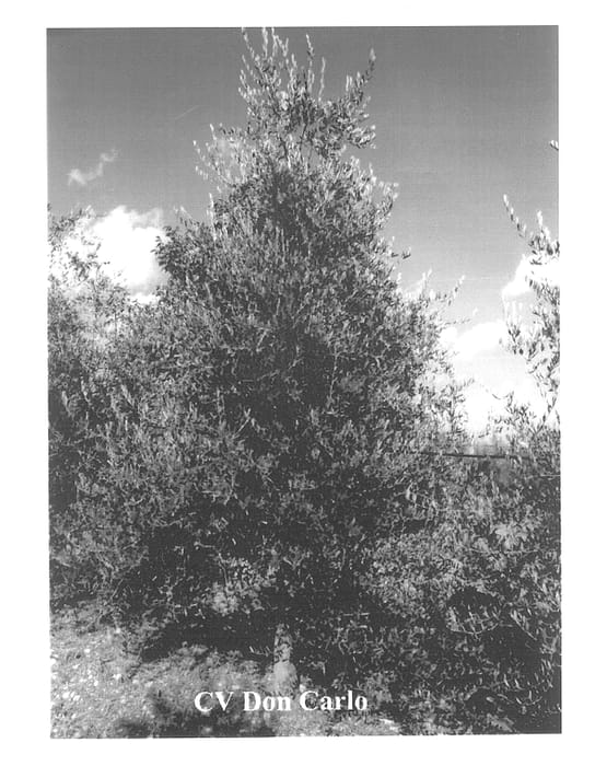 Figure 1 of US plant patent PP13077, the photograph of Don Carlo printed in the patent.