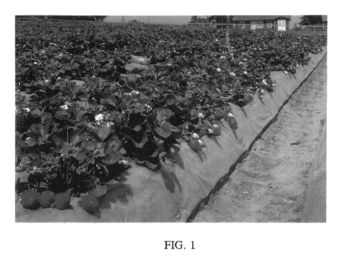 Figure 1 of US plant patent PP13079, the photograph of Camino Real printed in the patent.