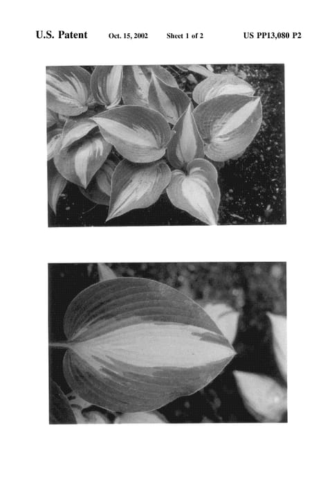 Figure 3 of US plant patent PP13080, the photograph of Touch of Class printed in the patent.