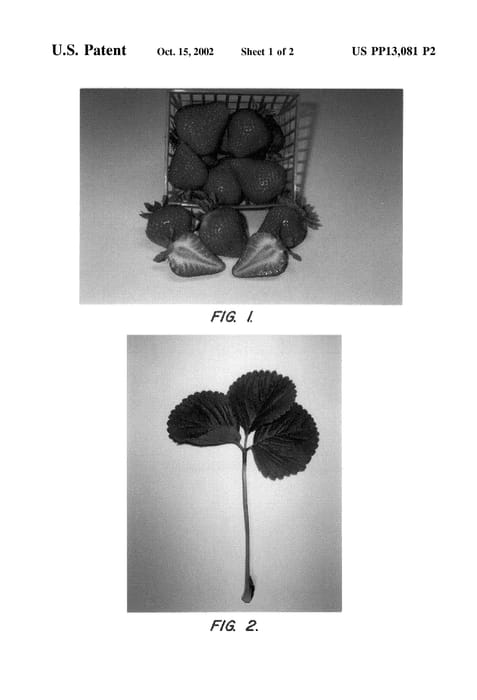 Figure 4 of US plant patent PP13081, the photograph of Colima printed in the patent.