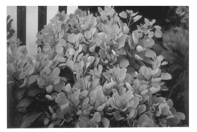 Figure 1 of US plant patent PP13082, the photograph of Ancot printed in the patent.