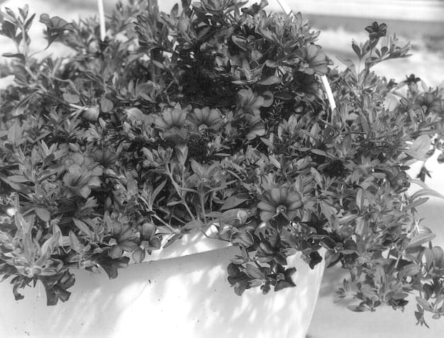 Figure 1 of US plant patent PP13083, the photograph of KLEC00069 printed in the patent.