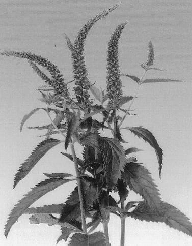 Figure 1 of US plant patent PP13084, the photograph of Barnineteen printed in the patent.