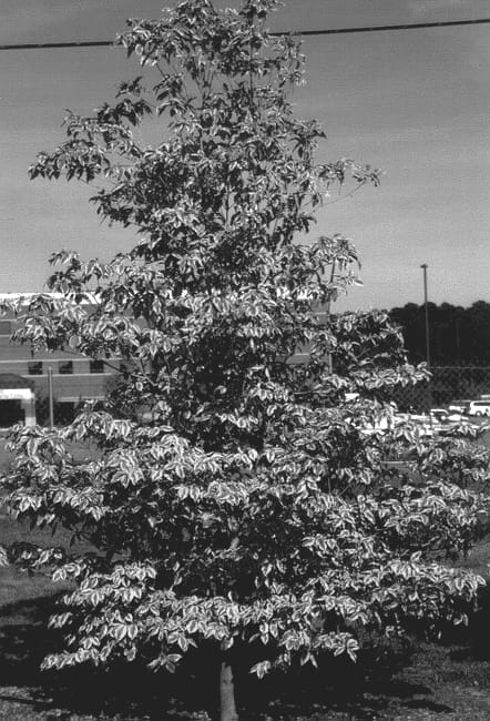Figure 1 of US plant patent PP13085, the photograph of Gold Braid printed in the patent.