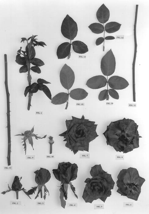 Figure 1 of US plant patent PP13086, the photograph of Delstriro printed in the patent.