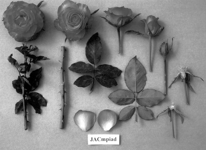 Figure 1 of US plant patent PP13087, the photograph of JACmpiad printed in the patent.