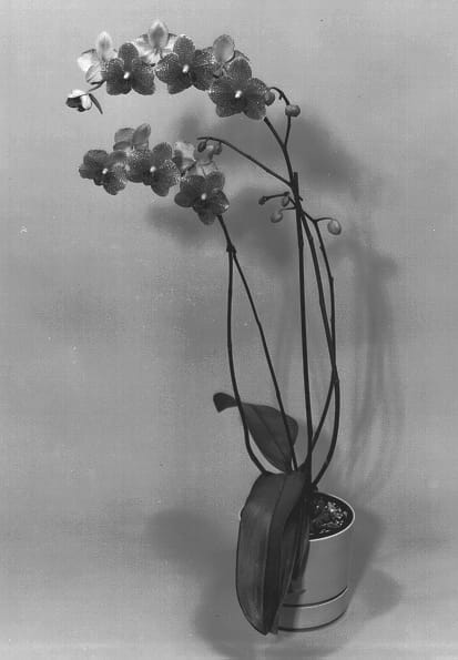 Figure 1 of US plant patent PP13088, the photograph of (Brother Sophia) Pine Ridge #1 printed in the patent.