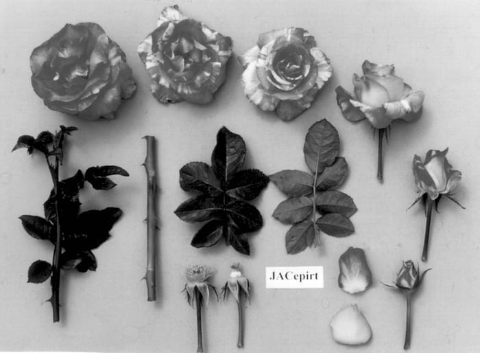 Figure 1 of US plant patent PP13089, the photograph of JACepirt printed in the patent.