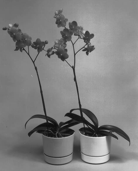 Figure 1 of US plant patent PP13092, the photograph of Pine Ridge #6 printed in the patent.