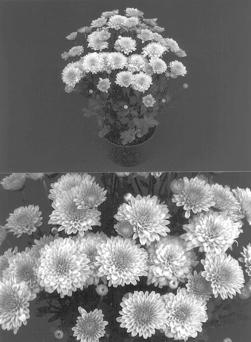 Figure 1 of US plant patent PP13093, the photograph of Fall Concerto printed in the patent.