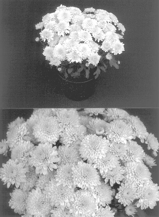 Figure 1 of US plant patent PP13094, the photograph of Dreamy Yolinda printed in the patent.