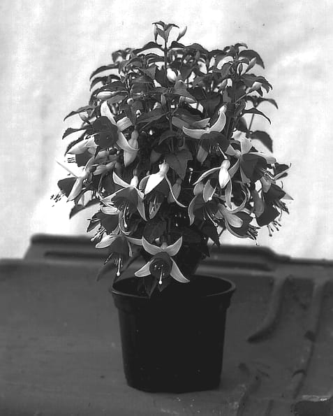 Figure 1 of US plant patent PP13095, the photograph of Kiewilidiv printed in the patent.