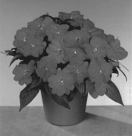 Figure 1 of US plant patent PP13096, the photograph of Fisnics Fuchsine printed in the patent.