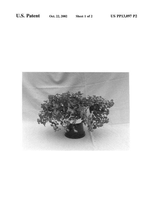 Figure 3 of US plant patent PP13097, the photograph of Balumdepur printed in the patent.
