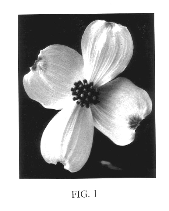 Figure 1 of US plant patent PP13098, the photograph of Kay's Appalachian Mist printed in the patent.