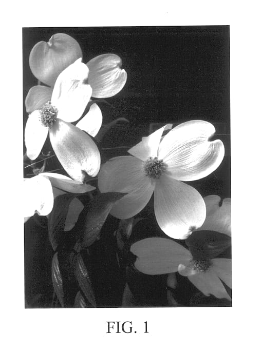 Figure 1 of US plant patent PP13099, the photograph of Jean's Appalachian Snow printed in the patent.