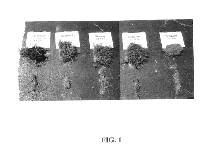 Figure 1 of US plant patent PP13100, the photograph of SGX-6 printed in the patent.