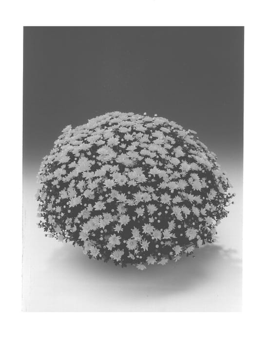 Figure 1 of US plant patent PP13101, the photograph of Yellow Urano printed in the patent.