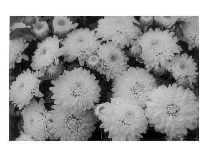 Figure 1 of US plant patent PP13102, the photograph of Florence printed in the patent.