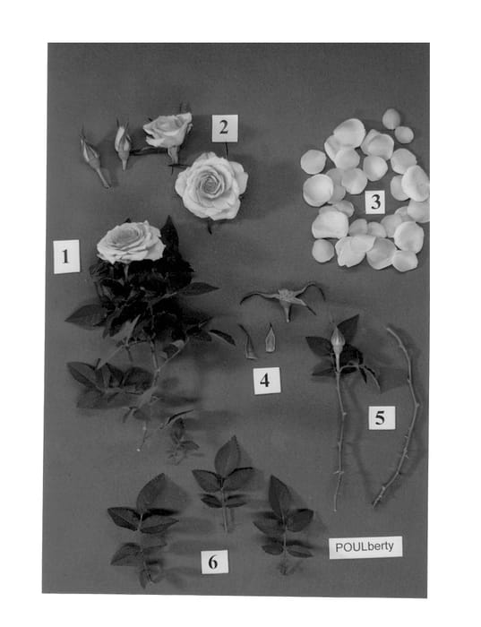 Figure 1 of US plant patent PP13103, the photograph of POULberty printed in the patent.