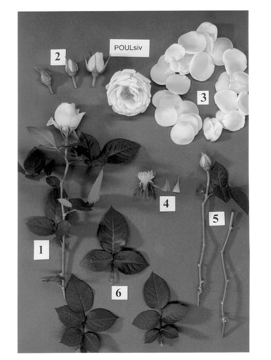 Figure 1 of US plant patent PP13104, the photograph of POULsiv printed in the patent.
