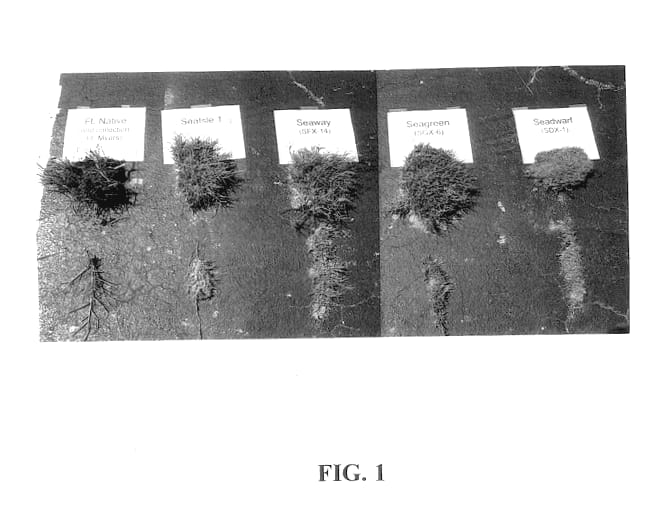 Figure 1 of US plant patent PP13105, the photograph of SFX-14 printed in the patent.