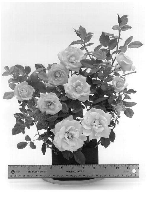 Figure 1 of US plant patent PP13106, the photograph of WEKgibotex printed in the patent.