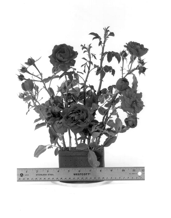 Figure 1 of US plant patent PP13107, the photograph of WEKsamsou printed in the patent.