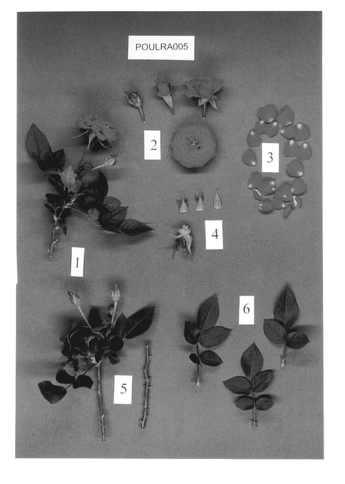 Figure 1 of US plant patent PP13108, the photograph of POULra005 printed in the patent.