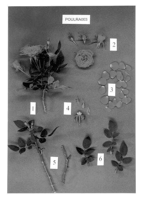 Figure 1 of US plant patent PP13109, the photograph of POULra003 printed in the patent.