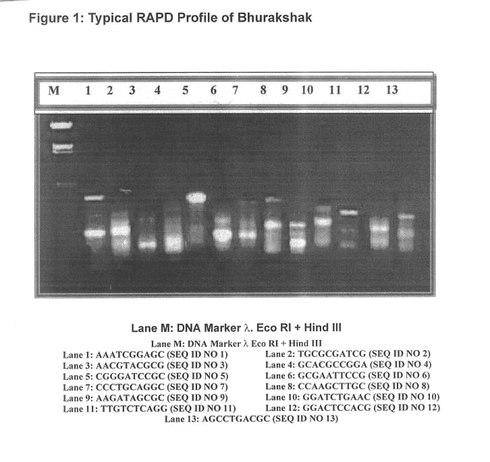 Figure 1 of US plant patent PP13110, the photograph of Bhurakshak printed in the patent.