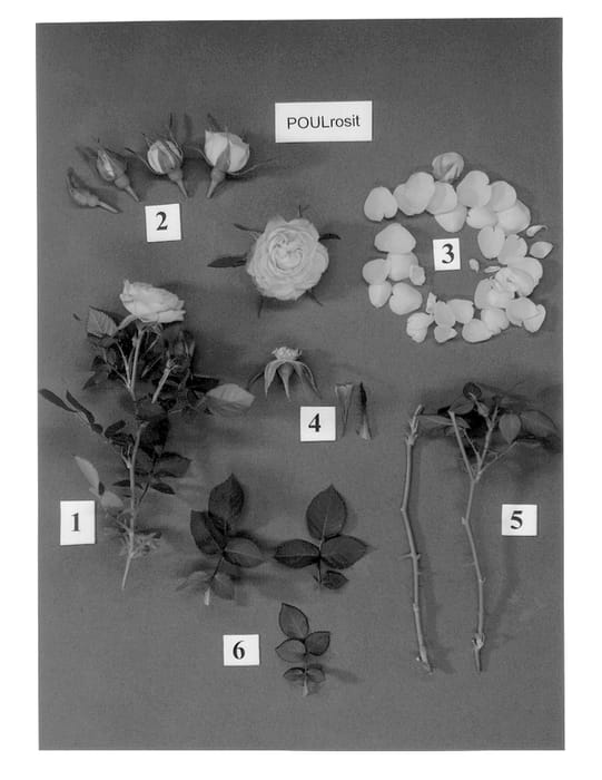 Figure 1 of US plant patent PP13111, the photograph of POULrosit printed in the patent.