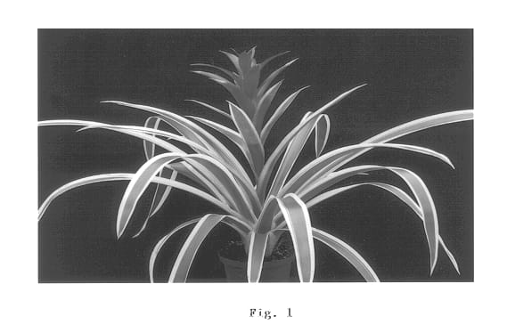 Figure 1 of US plant patent PP13112, the photograph of Purple and Stripes printed in the patent.