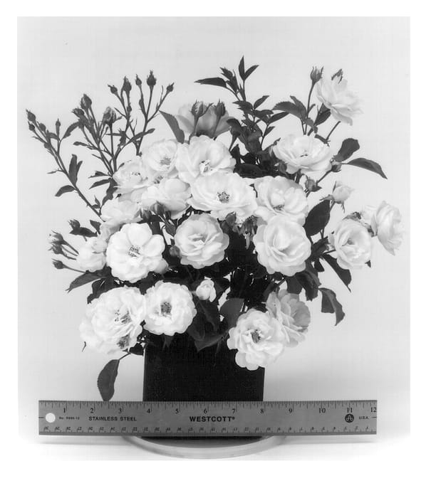 Figure 1 of US plant patent PP13113, the photograph of Wekpipogop printed in the patent.