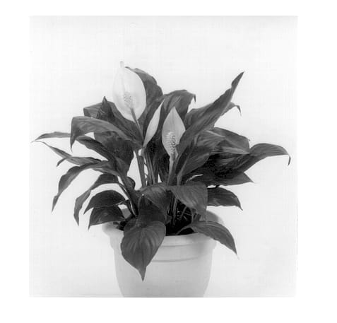 Figure 1 of US plant patent PP13114, the photograph of Piccolino II printed in the patent.