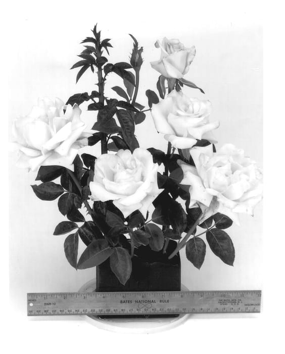 Figure 1 of US plant patent PP13115, the photograph of WEKpearl printed in the patent.