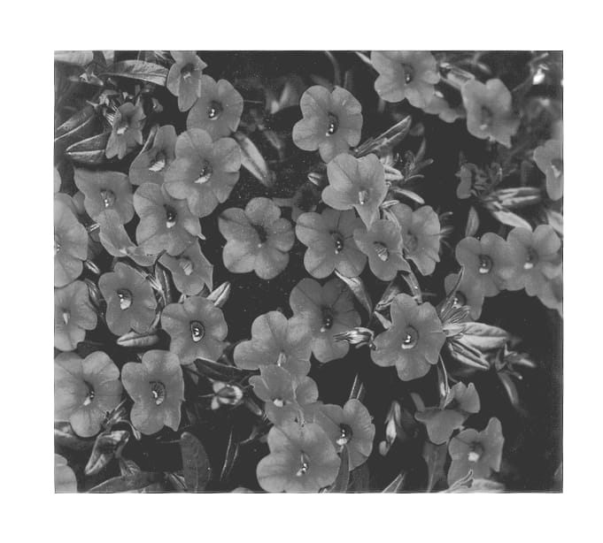 Figure 1 of US plant patent PP13116, the photograph of KLEC00072 printed in the patent.