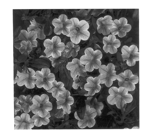 Figure 1 of US plant patent PP13117, the photograph of KLEC00066 printed in the patent.
