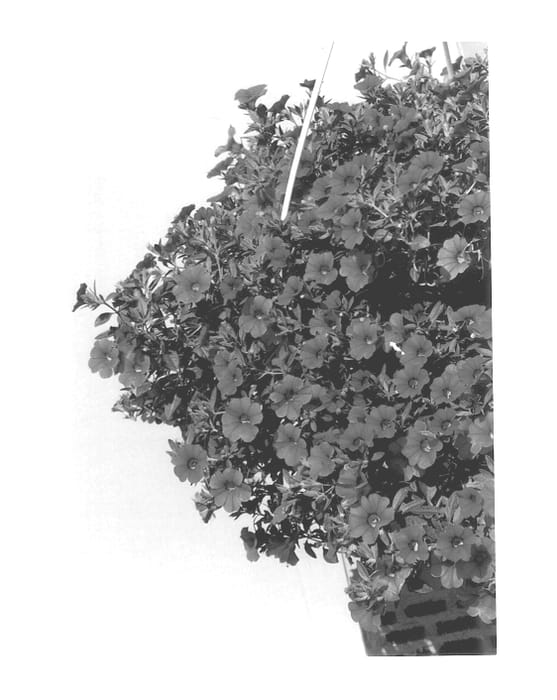 Figure 1 of US plant patent PP13118, the photograph of KLEC00071 printed in the patent.