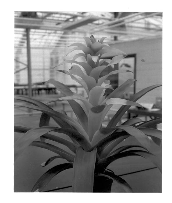 Figure 1 of US plant patent PP13119, the photograph of Solano printed in the patent.