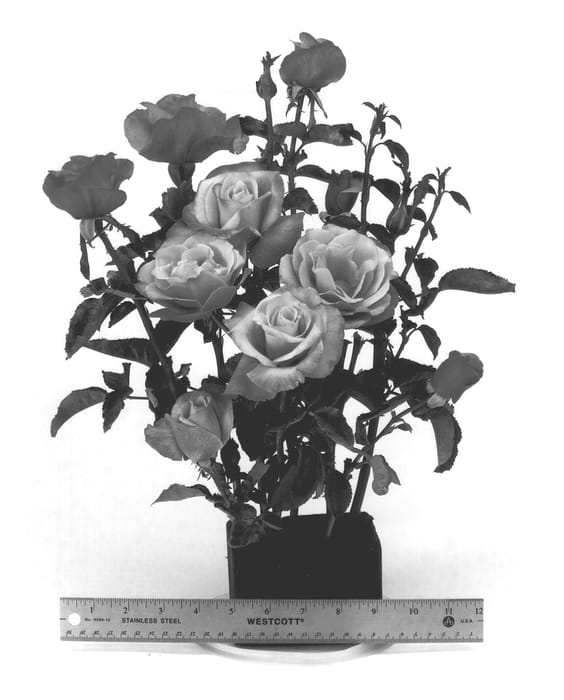Figure 1 of US plant patent PP13120, the photograph of WEKquaneze printed in the patent.