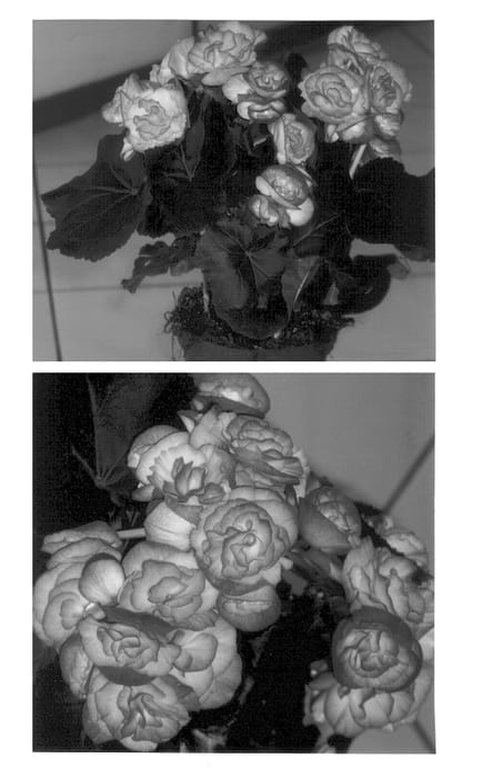 Figure 1 of US plant patent PP13122, the photograph of 00/2 printed in the patent.