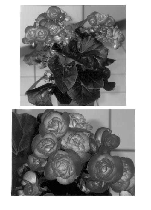 Figure 1 of US plant patent PP13123, the photograph of 01/2 printed in the patent.