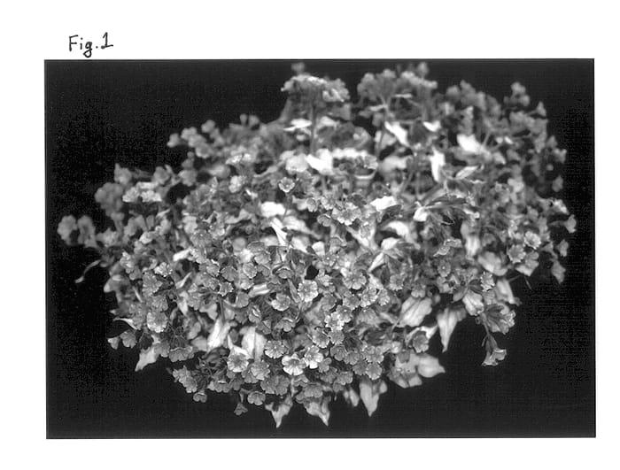 Figure 1 of US plant patent PP13124, the photograph of Northern Lights printed in the patent.