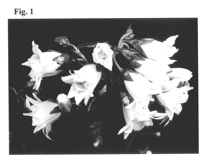 Figure 1 of US plant patent PP13125, the photograph of Snowball printed in the patent.