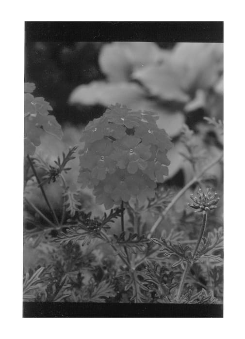 Figure 1 of US plant patent PP13126, the photograph of Oxena printed in the patent.