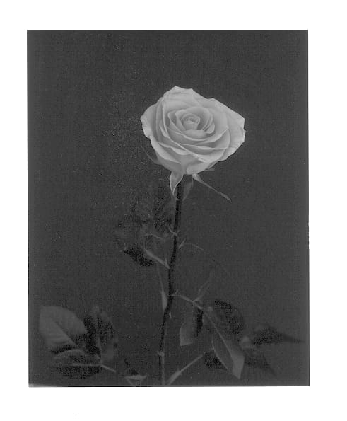 Figure 1 of US plant patent PP13127, the photograph of Yolitor printed in the patent.