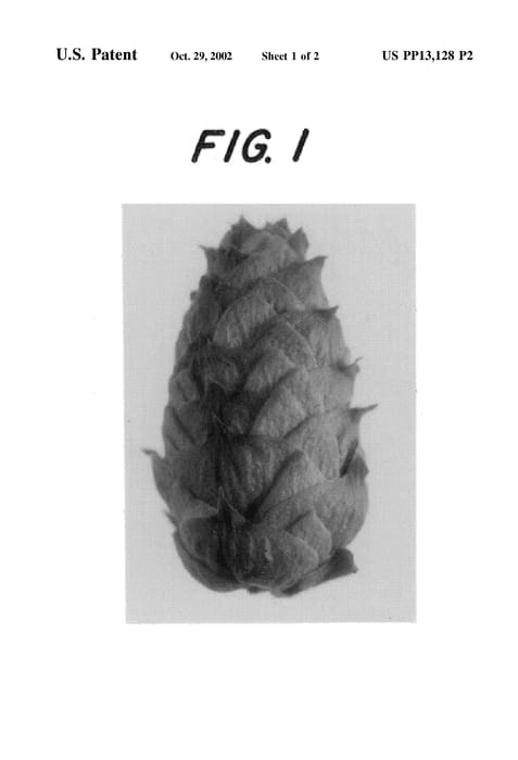 Figure 5 of US plant patent PP13128, the photograph of Millennium-48 printed in the patent.