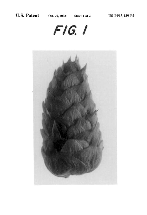 Figure 5 of US plant patent PP13129, the photograph of Millennium-MiddleLate printed in the patent.