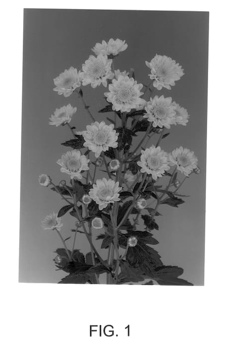Figure 1 of US plant patent PP13130, the photograph of Reggie Yellow printed in the patent.